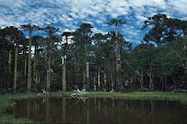 Laguna Con Bosque Parque Nacional Huerquehue